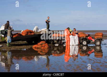 Beach Cocklers bei Ebbe auf Sandflächen in Marshside zu Beginn der Cockle-Ernte-Saison. Lizenzierte Handversammlung in Southport, Merseyside, Großbritannien Stockfoto