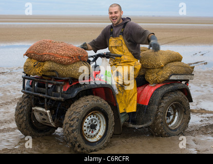 Beach Cocklers bei Ebbe auf Sandflächen in Marshside zu Beginn der Cockle-Ernte-Saison. Lizenzierte Handversammlung in Southport, Merseyside, Großbritannien Stockfoto