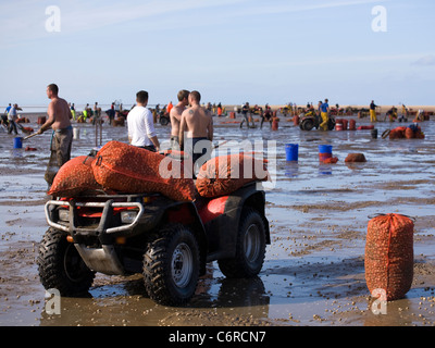 Beach Cocklers bei Ebbe auf Sandflächen in Marshside zu Beginn der Cockle-Ernte-Saison. Lizenzierte Handversammlung in Southport, Merseyside, Großbritannien Stockfoto