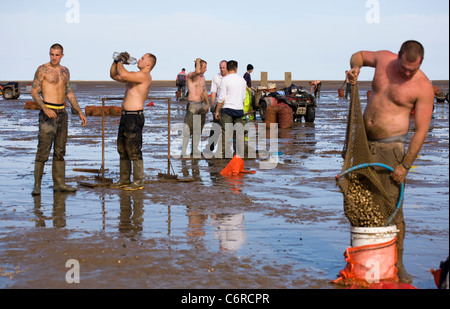 Beach Cocklers bei Ebbe auf Sandflächen in Marshside zu Beginn der Cockle-Ernte-Saison. Lizenzierte Handversammlung in Southport, Merseyside, Großbritannien Stockfoto