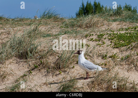 Eine schwarze Spitze Möwe, Chroicocephalus Ridibundus, an einem Sandstrand. Stockfoto