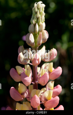 Lupinus Stockfoto