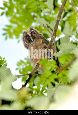 Lange Eared Owl-Küken Stockfoto