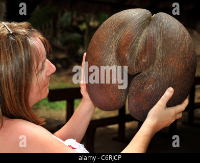 Coco de Mer Nuss. Frau mit Coco de Mer auf Valle de Mai, Praslin, Seychellen Stockfoto