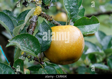 Rotbraun Äpfel (Reinette Grise du Canada) auf Baum im Garten ((Suzanne's Garden, Le Pas, Mayenne, Pays de la Loire, Frankreich). Stockfoto