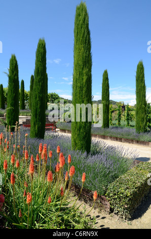 Lavendel, rote Hot Pokers, Kniphofia uvaria, Tritoma oder Fackel Lilien und Linie Avenue von Zypressen, Val Joannis Gärten oder Domaine, Pertuis Provence Stockfoto