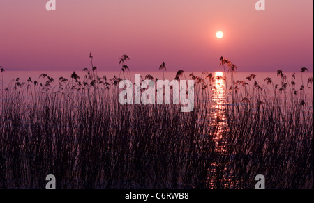 Lila Sonnenuntergang über See mit Schilf Silhouetten Stockfoto