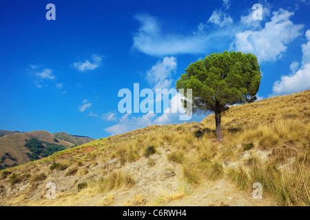 Idyllische Landschaft einer einsamen Pinie auf heißen Hügeln von Kalabrien Stockfoto