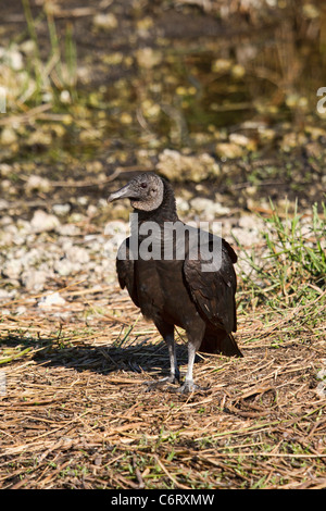 Mönchsgeier (Coragyps Atratus) Stockfoto