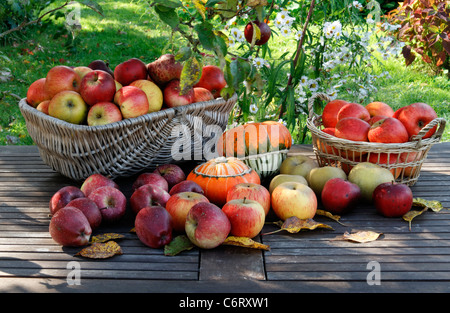 Äpfel: Starkinson, Melrose und Königin Pippin, turban Kürbis (Cucurbita maxima) Suzanne's Garden, Le Pas, Mayenne, Pays de la Loire, Frankreich. Stockfoto