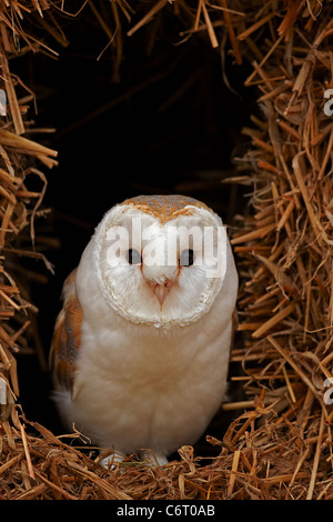 Captive Schleiereule umrahmt von Strohballen. Stockfoto