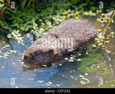 Europäische Wasser-Wühlmaus (Arvicola Amphibius) schwimmen Stockfoto