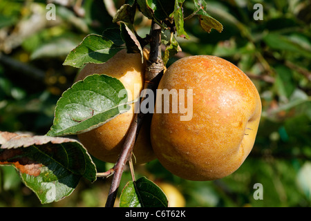 Rotbraun Äpfel (Reinette Grise du Canada) auf Baum im Garten ((Suzanne's Garden, Le Pas, Mayenne, Pays de la Loire, Frankreich). Stockfoto