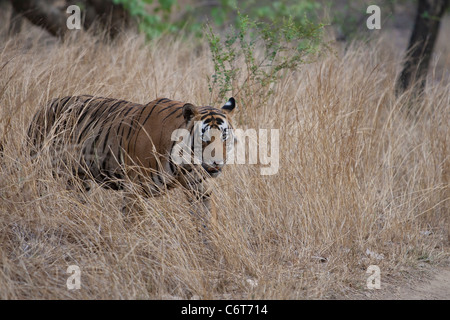 Bengal Tiger in Ranthambhore National park Stockfoto