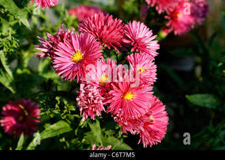 Astern in der Blüte im Garten (Suzanne's Garden, Le Pas, Mayenne, Pays de la Loire, Frankreich) Stockfoto