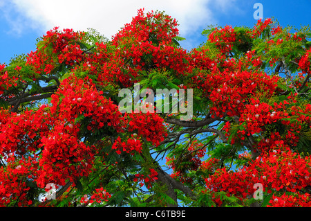 Royal Poinciana Bäume in Cap Malheureux, Riviere Du Rempart, Mauritius (Englisch) Flamboyan Real (Spanisch). Stockfoto