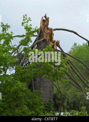 Ein Baum, der von einem Blitz getroffen wurde, trifft Nahaufnahme aus einem niedrigen Winkel von unten Fotos in Ohio USA, USA, niemand vertikal hochauflösende Bilder Stockfoto