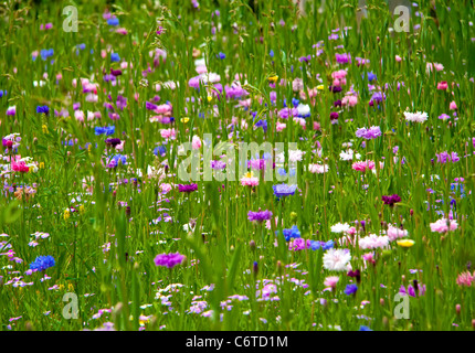 Bachelor-Taste (Mais Blume) Blumenfeld als Hintergrund... Stockfoto
