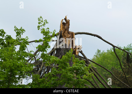 Ein Baum, der von einem Blitz getroffen wurde, schlägt in einem tiefen Winkel von unten in Ohio USA, USA, und niemand hat horizontale Hi-res Stockfoto