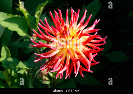 Blüte eine Kaktus-Dahlie (Dahlia Hybrida). Stockfoto