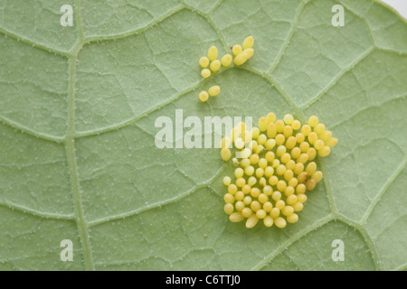 Cluster von kleinen weißen Schmetterling (Pieris Rapae) Eiern auf der Unterseite des Blattes Stockfoto