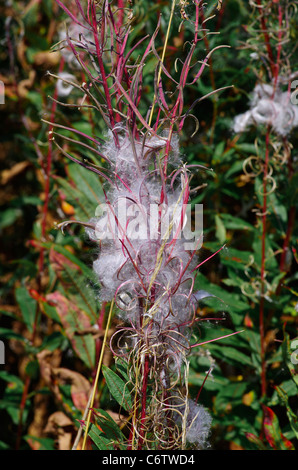 Ein Cluster von Rosebay Samen weiter, um eine Spur am Llyn Cefni, Anglesey, wird diese verteilten, oft viele Meilen durch den Wind. Stockfoto