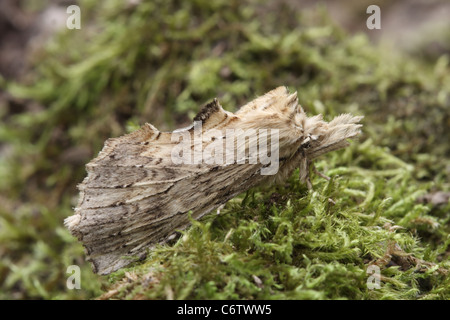 Blasse prominente Motte, Pterostoma palpina Stockfoto