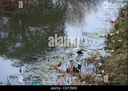 Eine Wasser-Henne fast überschwemmt von Müll, einschließlich ein Einkaufswagen, in einer Stadt Fluss geworfen. Stockfoto