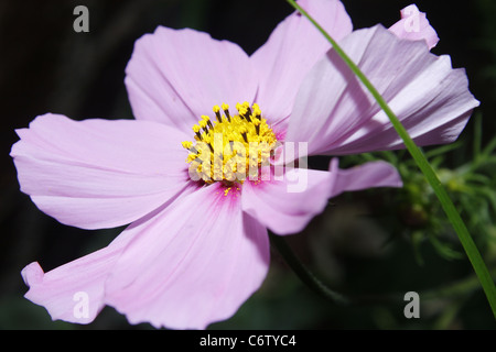 Bild Blume rosa Kosmos Kosmos Gefühl gemischt Stockfoto