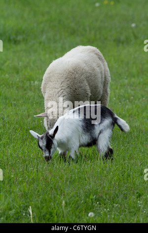 Amerikanische ländliche Landschaft Hausziege mit Weideflächen auf der Wiese Fotos Bilder sehr hohe Auflösung in Ohio USA vertikales US-Format Hi-res Stockfoto