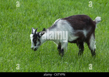 Eine einzelne junge Ziege weidet auf der grünen Wiese Nahaufnahme Fotos Bilder große hohe Auflösung horizontal in Ohio USA Hi-res Stockfoto