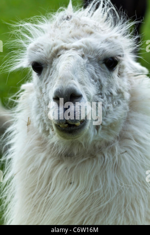 Porträt eines Lama glama Kopf Gesicht Lamas Lama glama Tier Nahaufnahme Bilder Fotos Fotografie vertikal in USA US hochauflösend Stockfoto