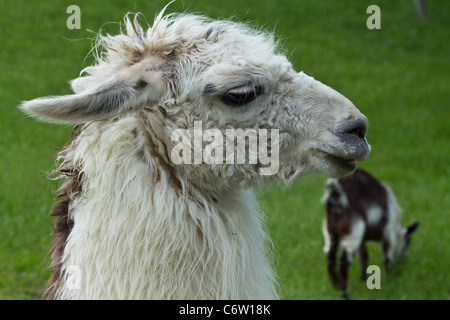 Porträt eines Lamas Lama glama Kopf Gesicht auf dem grünen Gras Fotos Bilder Bilder Fotografie horizontal in USA US hochauflösend Stockfoto