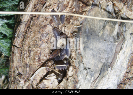 gemeinsamen glänzend Asseln und Pille Assel in Treelog Oniscus Asellus Armadillidium vulgare Stockfoto