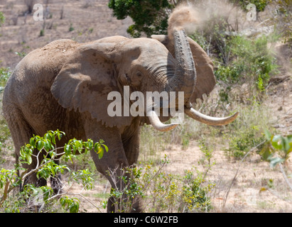 Afrikanische Elefanten im Mwaluganje Elephant Sanctuary, Mombasa, Kenia, Afrika Stockfoto