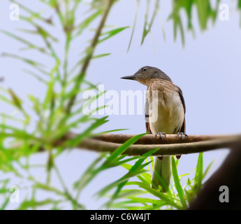 Eine orientalische Magpie Robin verlässt juvenile sitzt auf einem Ast mit grün, in der Kulisse des blauen Himmels Stockfoto