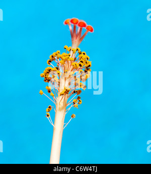 Makro-Bild der Staubblätter und Pollen einer Hibuscus Blume gegen den reflektierten blauen Pool fotografiert Stockfoto