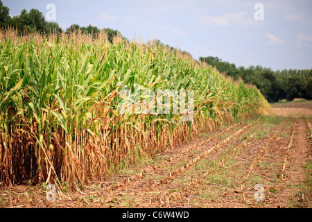 Kornfeld im Spätsommer geerntet Stockfoto