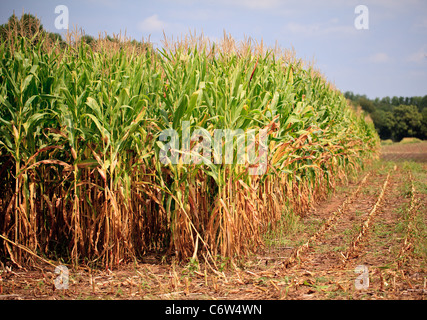 Kornfeld im Spätsommer geerntet Stockfoto