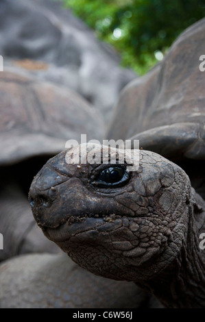 Johnathan Seychellen Riesenschildkröte (Aldabrachelys gigantea hololissa) in Curieuse Island. Stockfoto