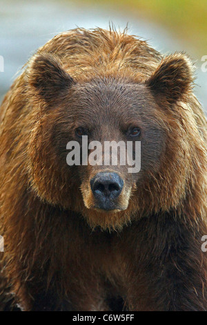 Detailansicht einer nordamerikanischen Braunbären (Ursus Arctos Horribilis) Sau, Lake-Clark-Nationalpark, Alaska, Vereinigte Staaten von Amerika Stockfoto