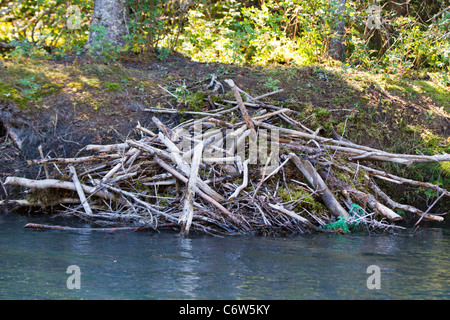 Nordamerikanische Biber (Castor Canadensis) lodge am Ufer des Kenai River, Kenai National Wildlife Refuge, Alaska Stockfoto