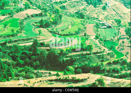 Tal der Vögel mit Frühling Nutzpflanzen her kommend an Chakrata-Uttarakhand-Indien. Stockfoto