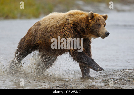 Nordamerikanischen Braunbären zu säen, durchzogen von einem Bach Angeln, Lake-Clark-Nationalpark, Alaska, Vereinigte Staaten von Amerika Stockfoto