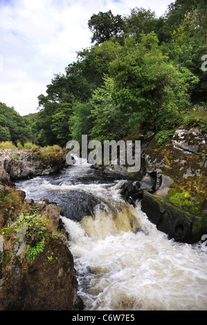 Der Fluss Afon Teifi in der Nähe von Cenarth Brücke bildet die Grenze zwischen Carmarthenshire und Ceredigion in West Wales Walisisch UK Stockfoto