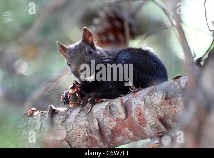 Schwarzen Eichhörnchen beißt auf eine Erdnuss Stockfoto