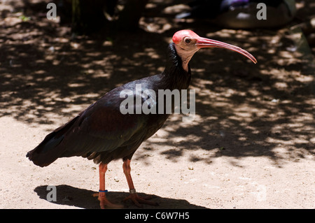 Waldrappen, Geronticus calvus Stockfoto