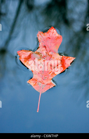 Scharlachrote Eichenblatt schwimmend auf Garten-Teich im Herbst Stockfoto