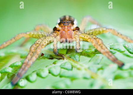 Floß Spider Jagd auf Farn Blätter Stockfoto