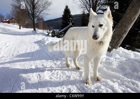 Großen weißen Hund erwartet im Winter auf Schnee Weg Stockfoto